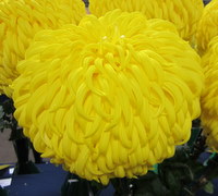 Mid-Season Large Reflexed Varieties